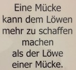 mücke_IMG_6702