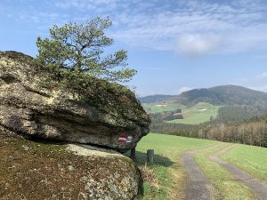 Baum am Stein